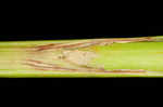 Woodland bulrush